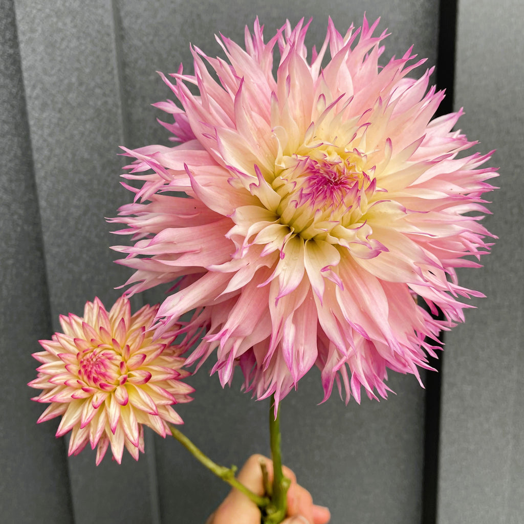 Pinelands Princess