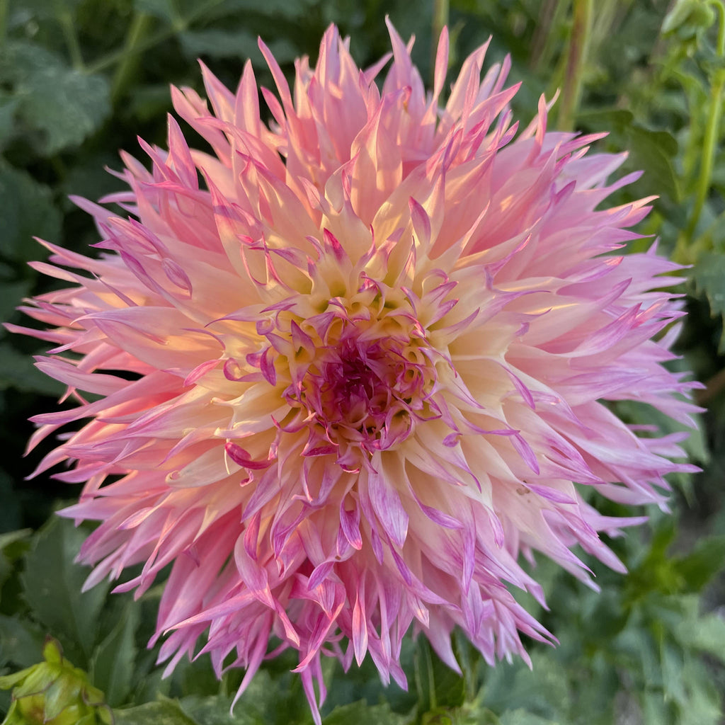 Pinelands Princess