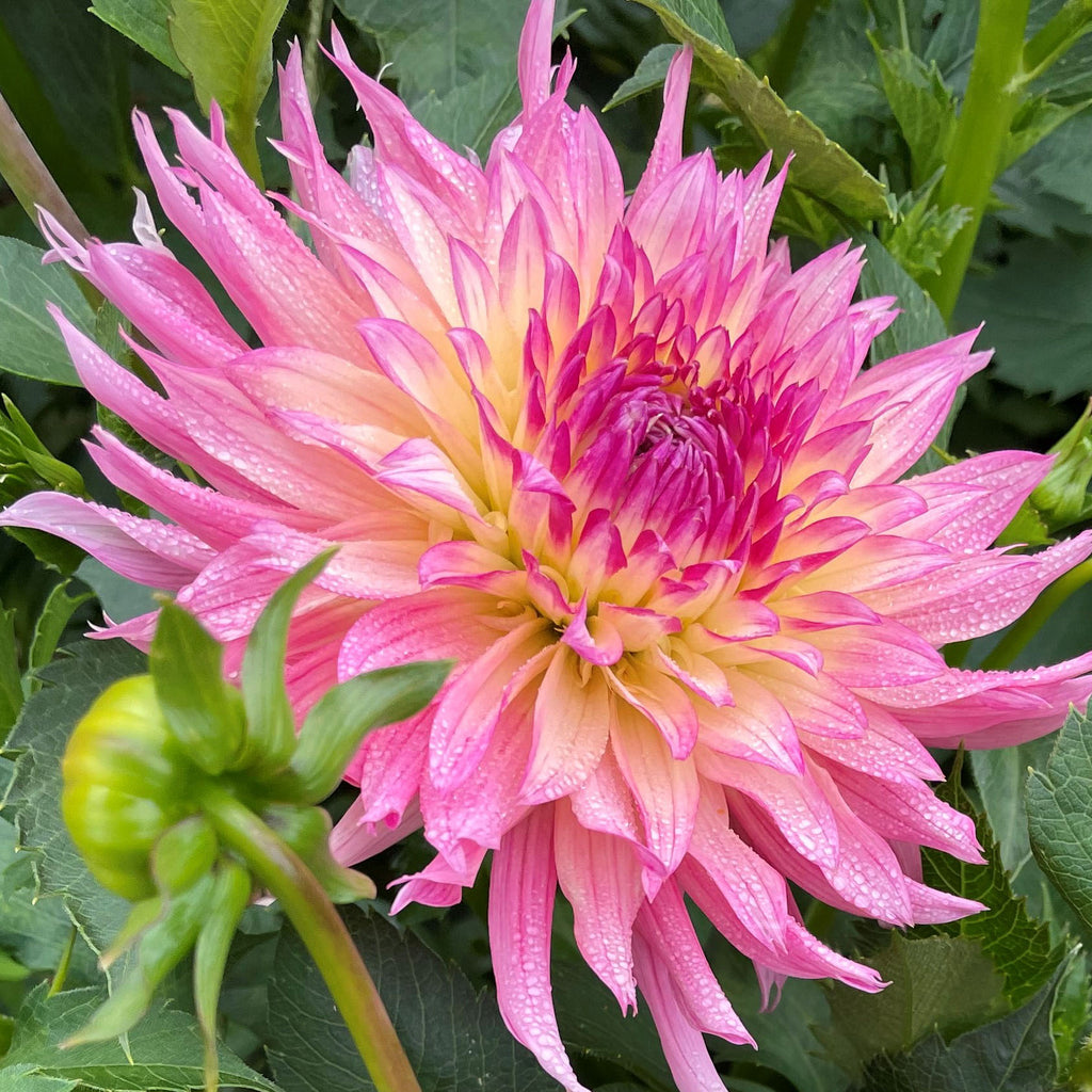 Pinelands Princess
