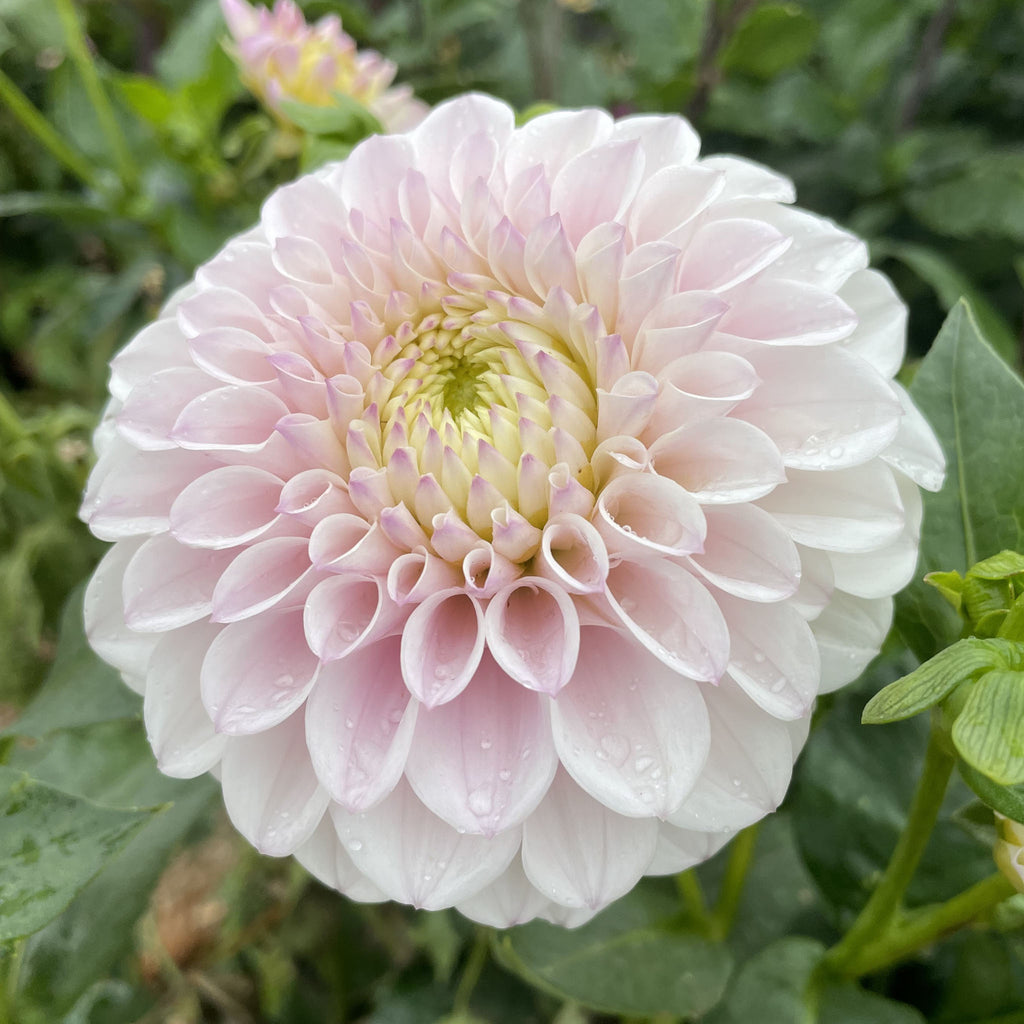 Pink Pearl