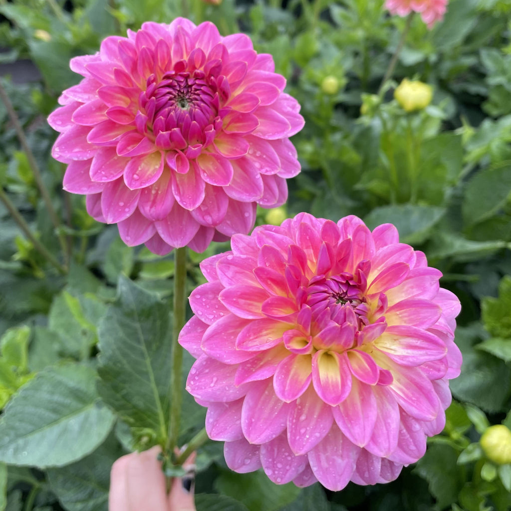 Pink Suffusion