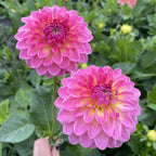 Pink Suffusion