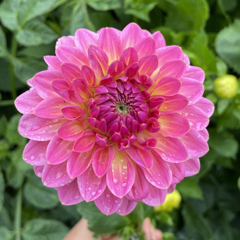 Pink Suffusion