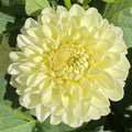 Polvention Supreme