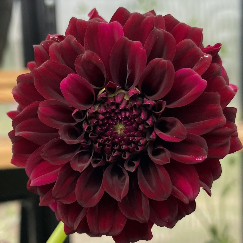 Pot Black