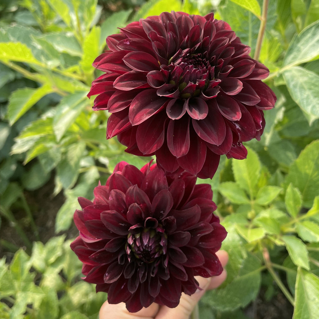 Pot Black