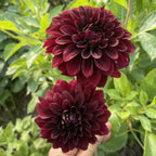 Pot Black