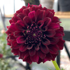 Pot Black