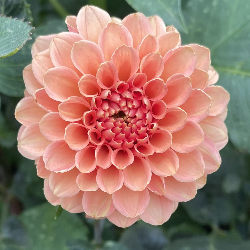Rose Toscano