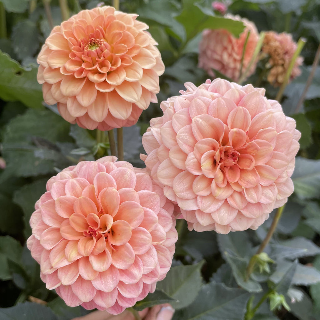 Rose Toscano