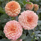 Rose Toscano