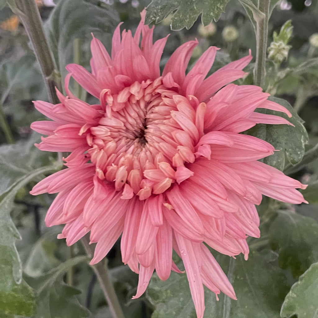 Rose Venice