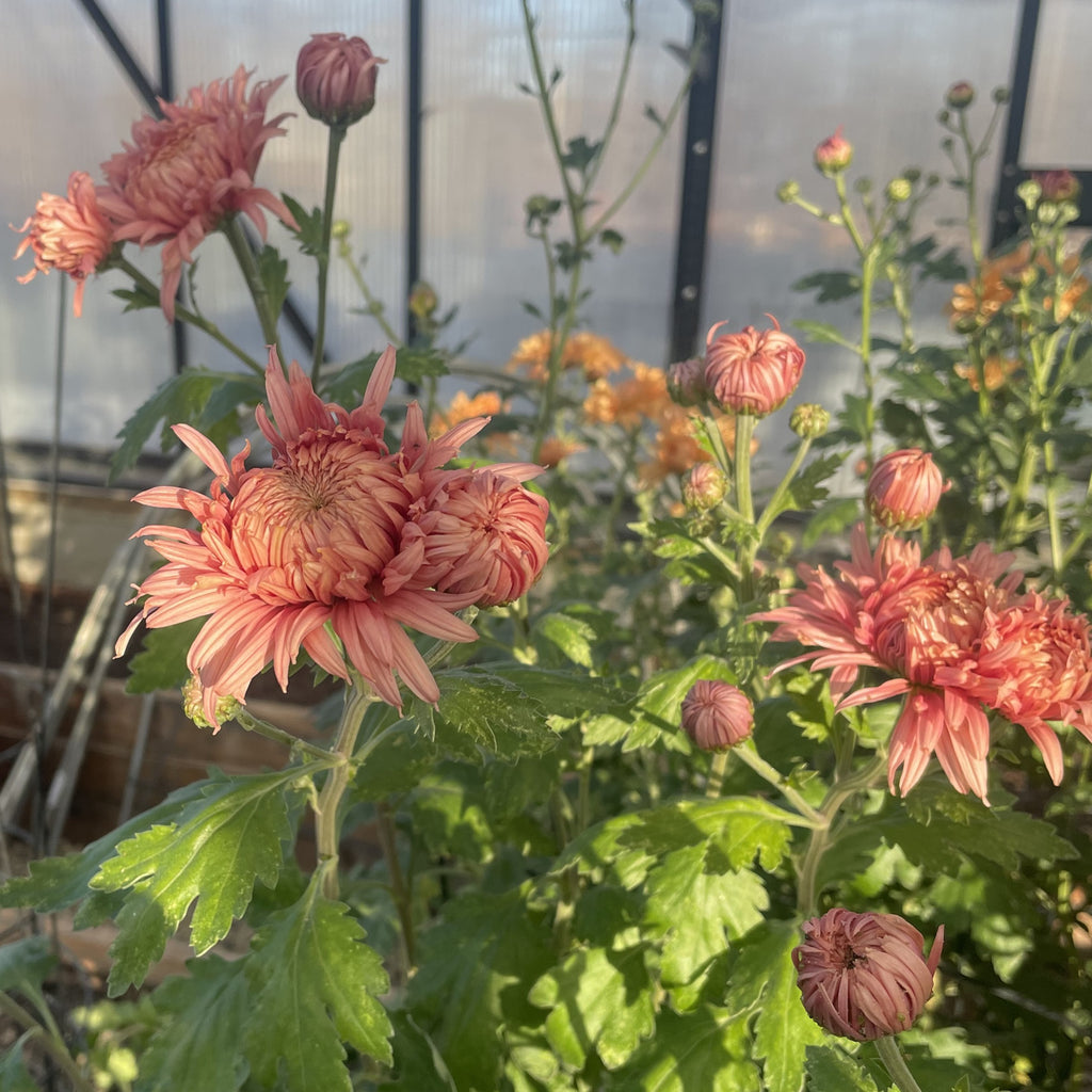Rose Venice