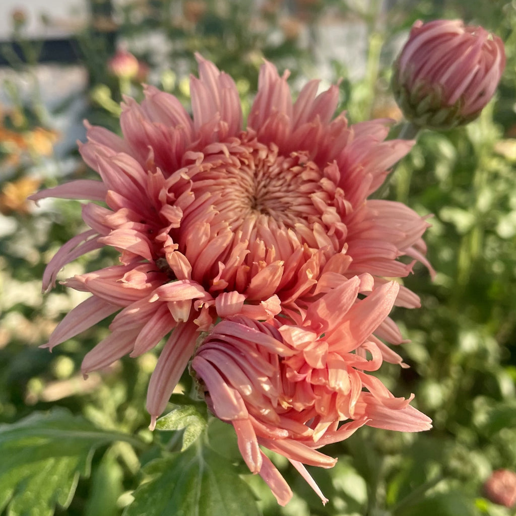 Rose Venice