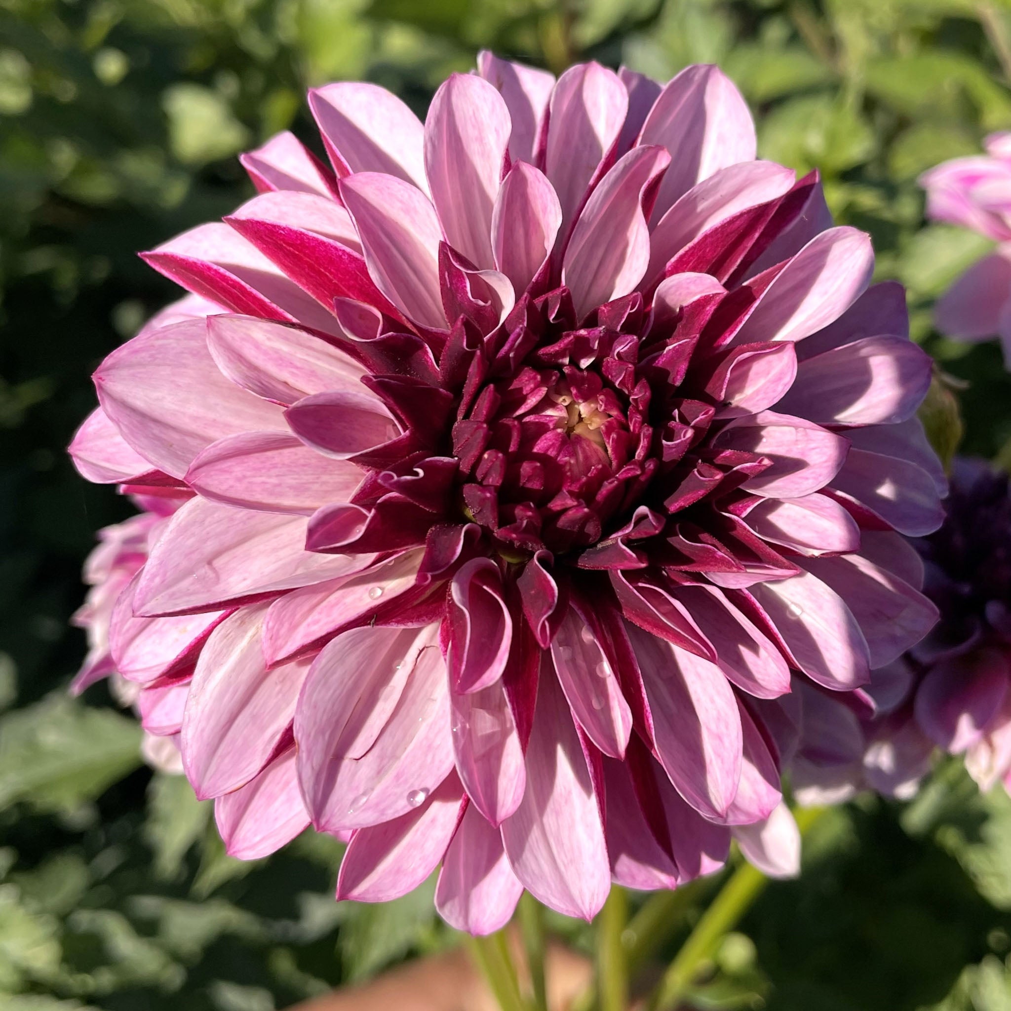 Salish Twilight Girl