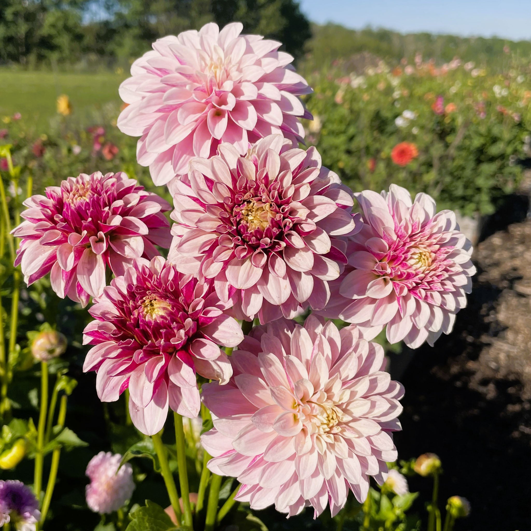 Salish Twilight Girl
