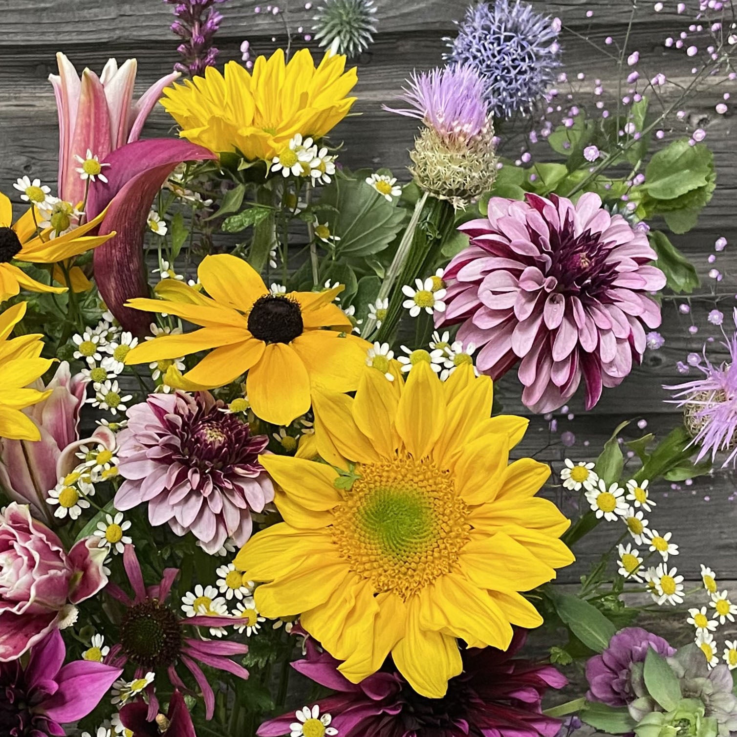 Salish Twilight Girl