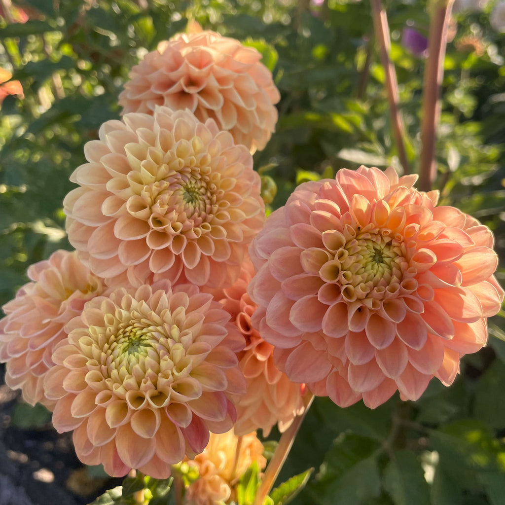 Snoho Doris