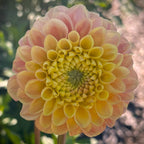 Snoho Doris