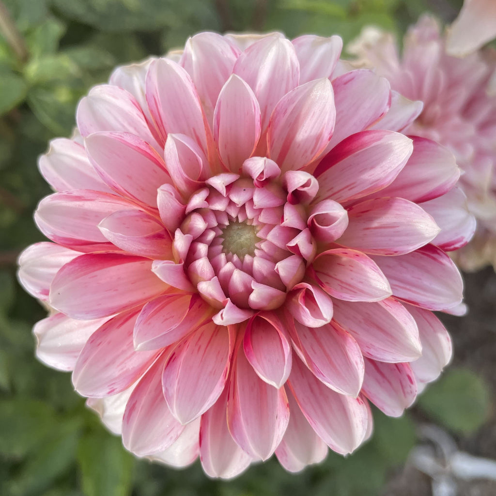 Strawberry Cream