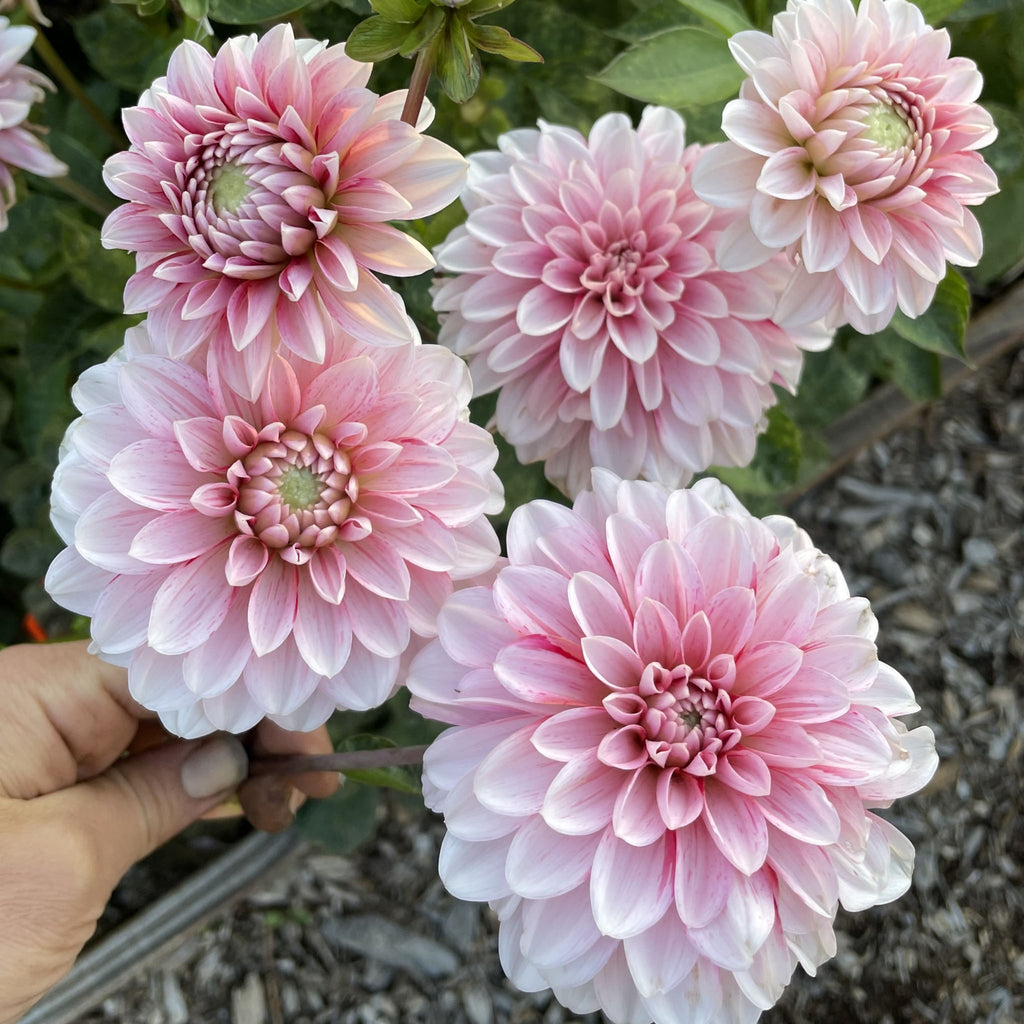 Strawberry Cream