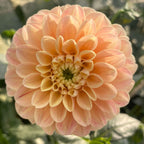 Sweet Suzanne