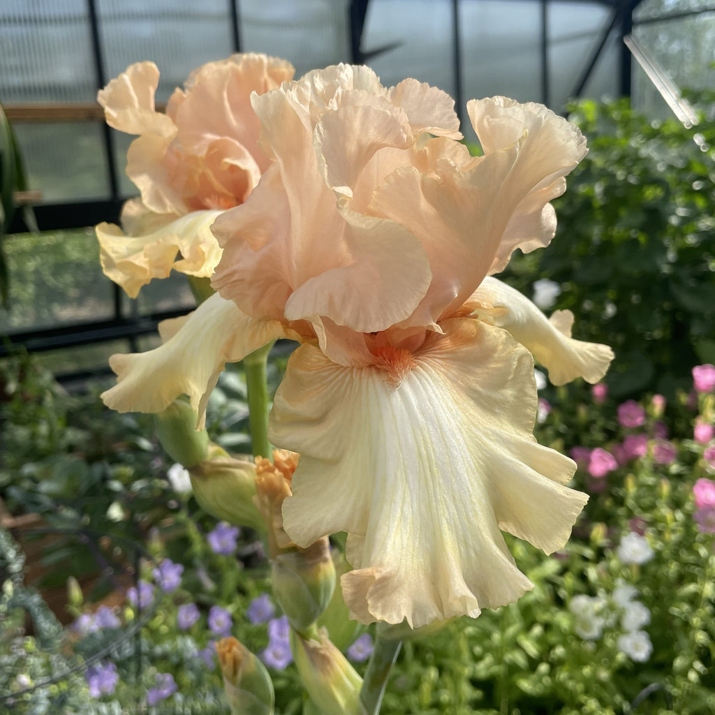Awesome Blossom