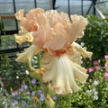 Awesome Blossom