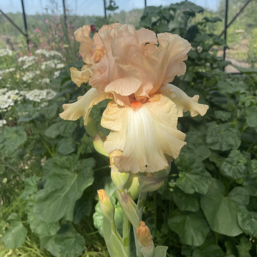 Awesome Blossom