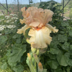 Awesome Blossom