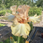 Awesome Blossom