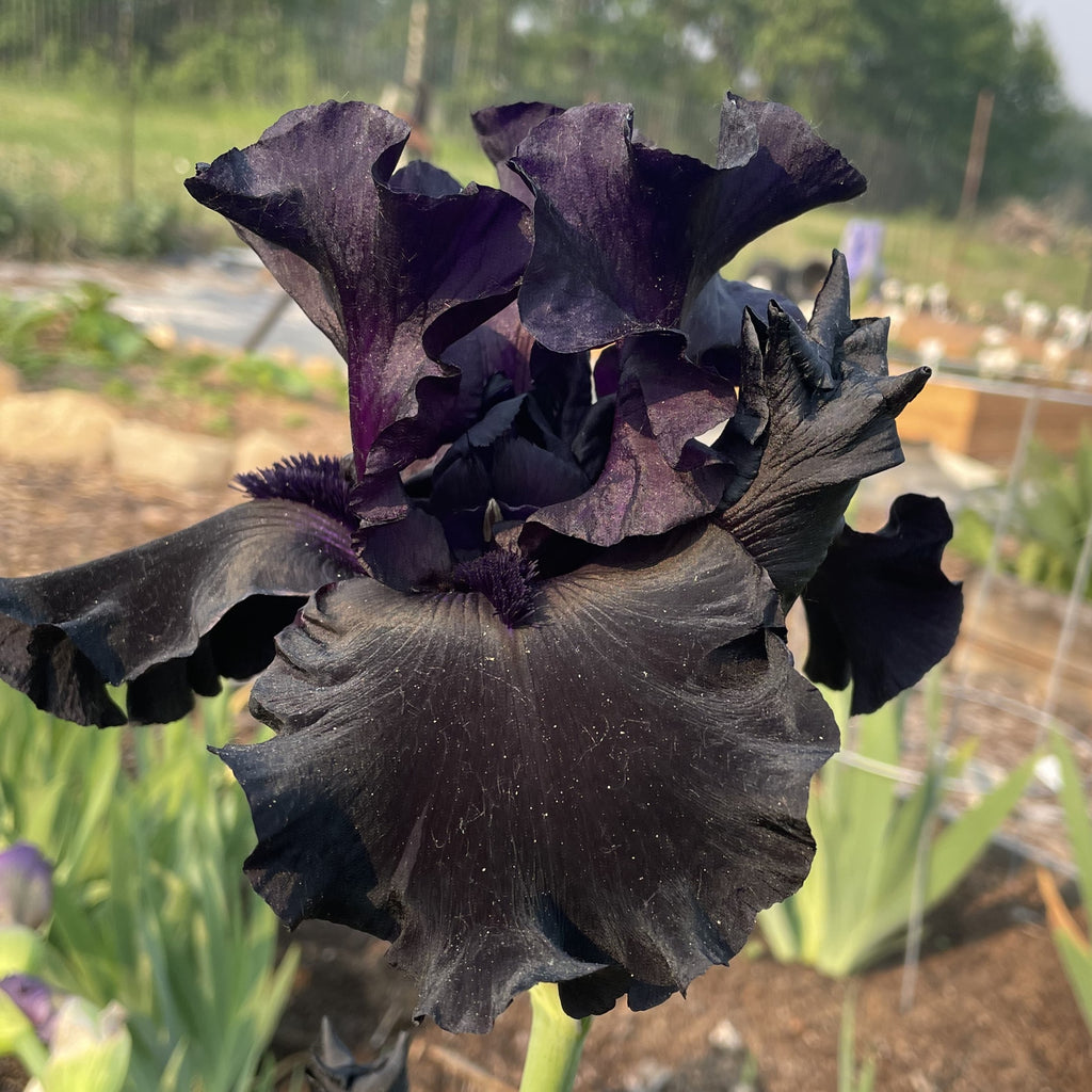 Black is Black