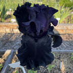 Black is Black