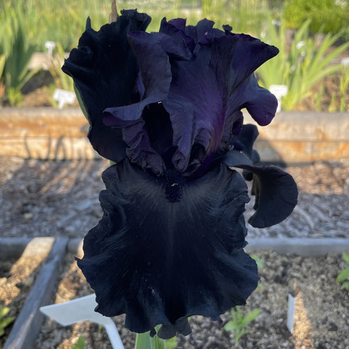 Black is Black