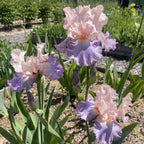 Celebration Song