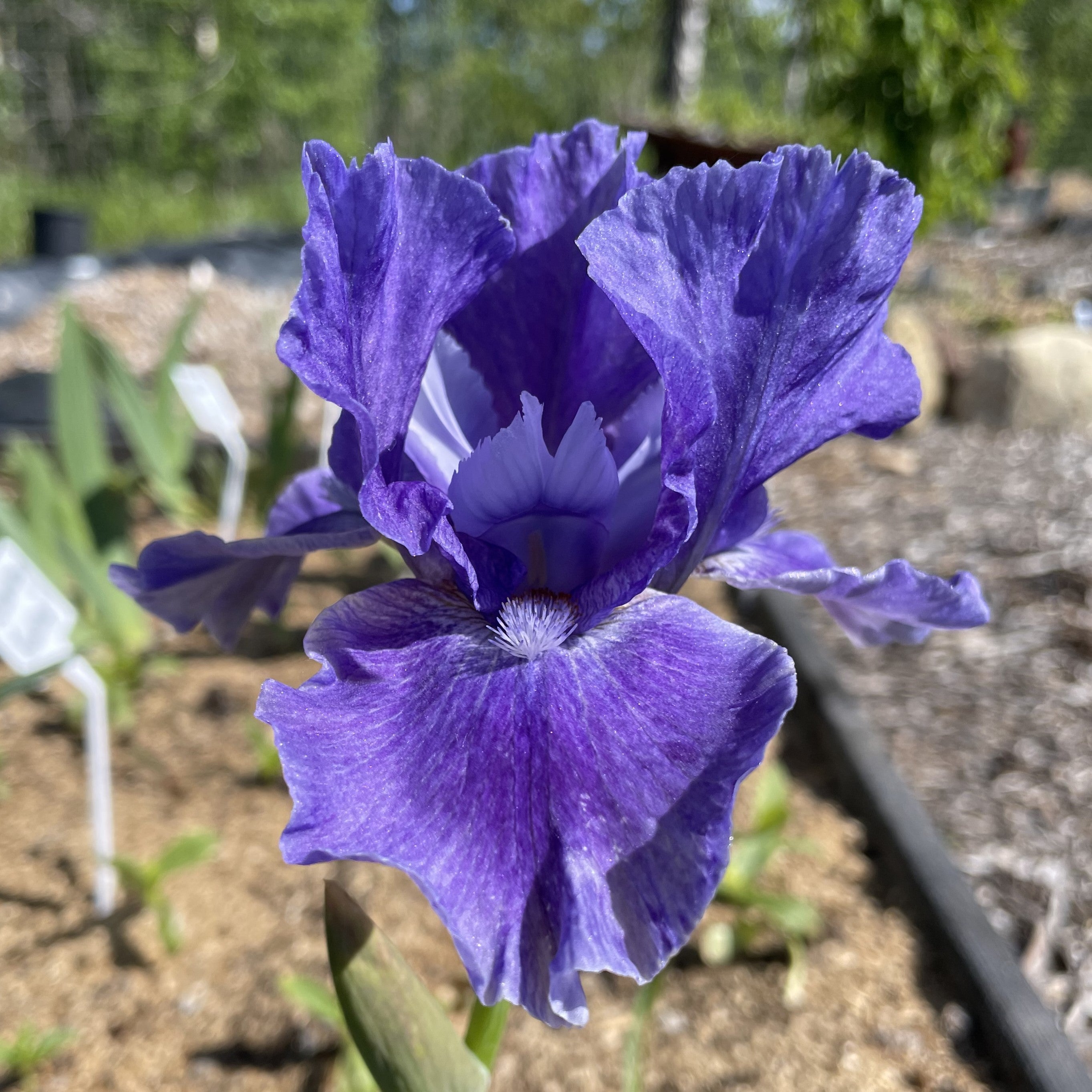Eramosa Stone Washed