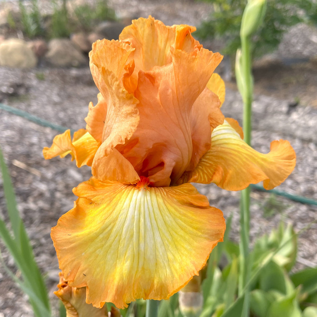 Great Balls of Fire