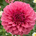 KA’s Keltie Rose