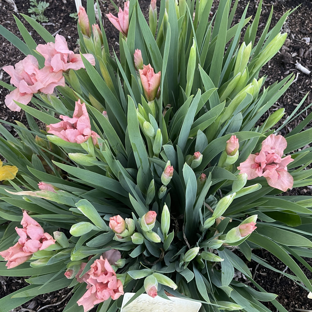 Pussycat Pink Dwarf Iris