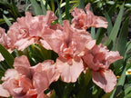 Pussycat Pink Dwarf Iris