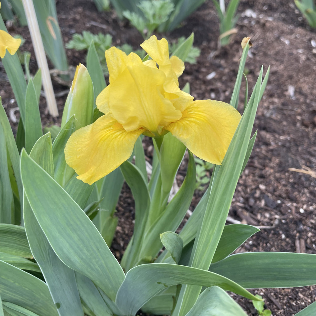 Yellow dwarf Iris