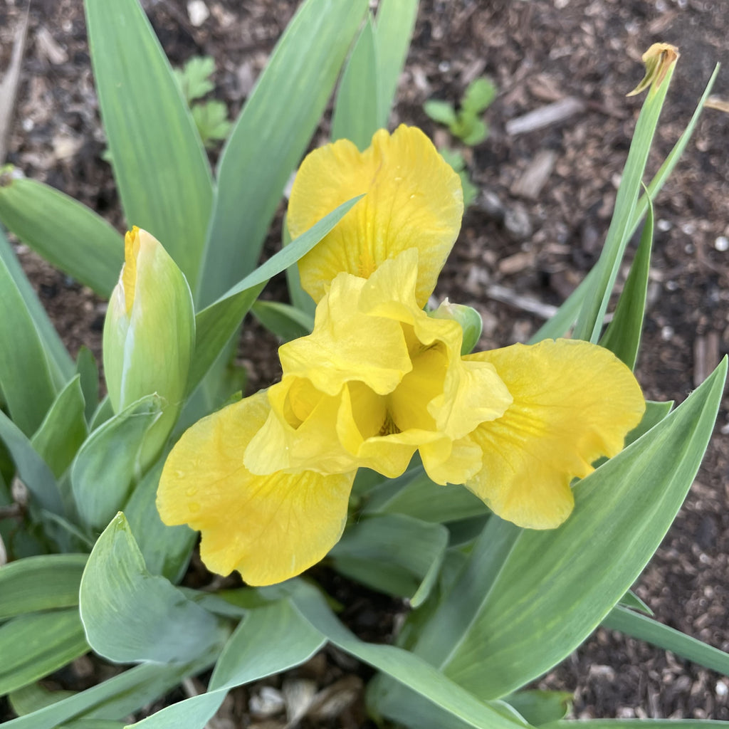 Yellow dwarf Iris