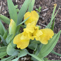 Yellow dwarf Iris